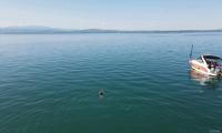 Oskar beim schwimmen von Oben
